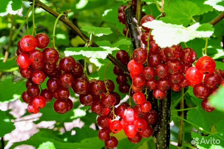 Саженцы красной смородины Рондом