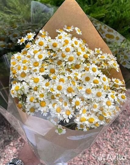 Цветы ромашки