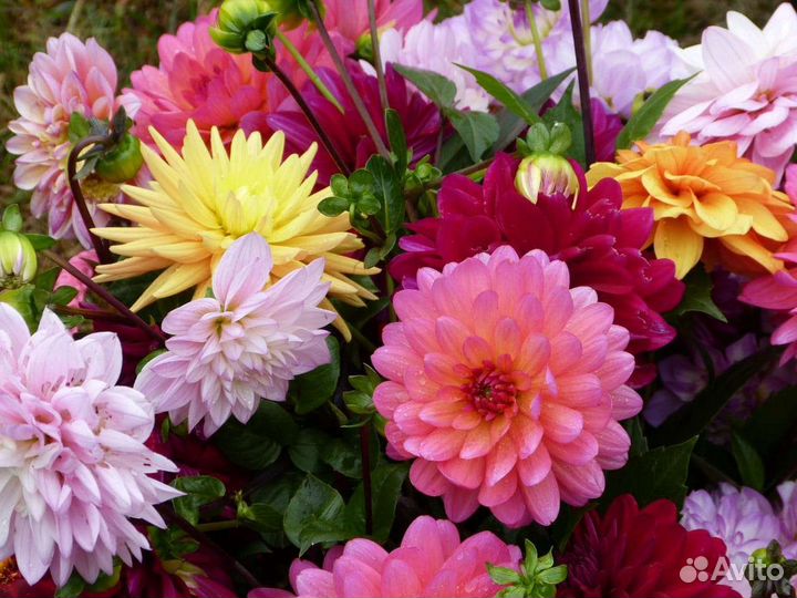 Георгины (клубни)