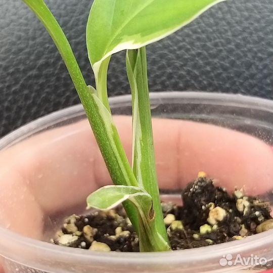 Спатифиллум Пикассо