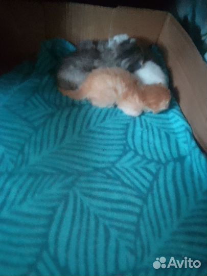 Отдам котят в добрые 1 мальчик, 3 девочки