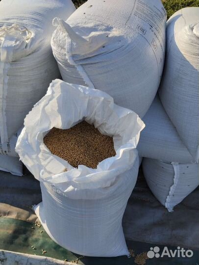 Ячмень яровой