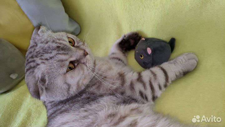 Кот в дар