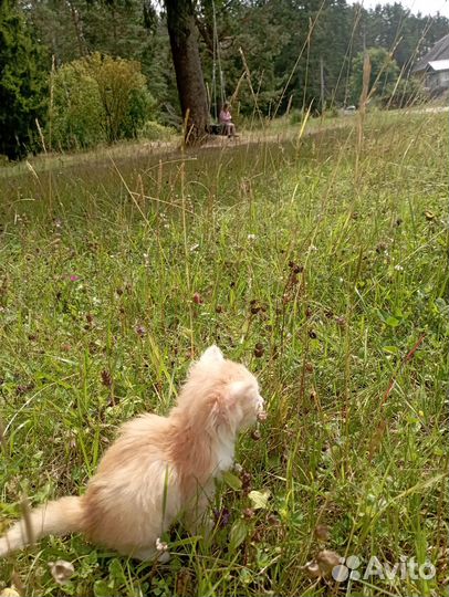 Котёнок Мир ищет дом