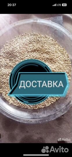 Зерно овес ячмень