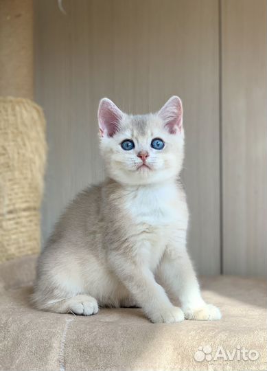 Голубое золото (шиншила)