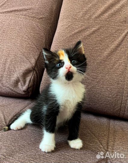 Котята в добрые руки даром