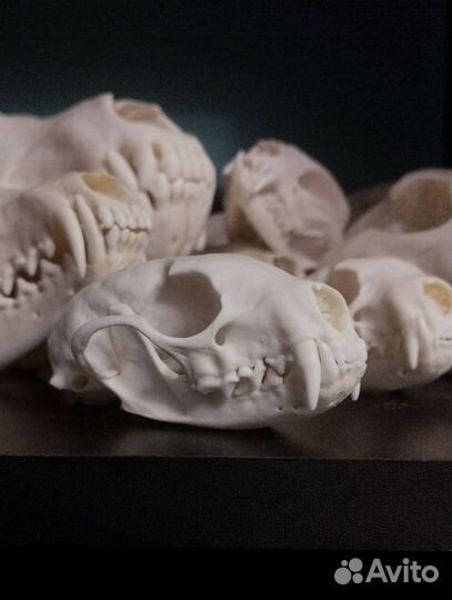 Череп каменной куницы