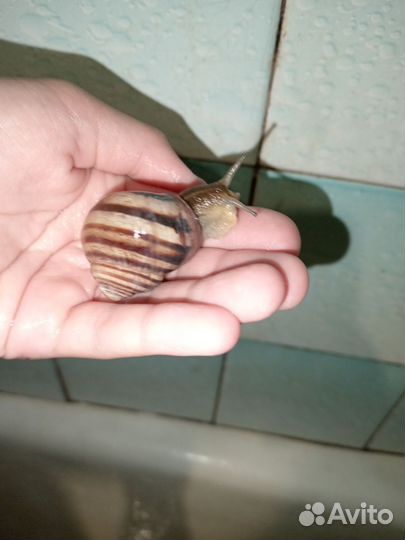 Улитки виноградные