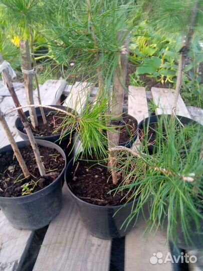 Саженцы сибирского кедра