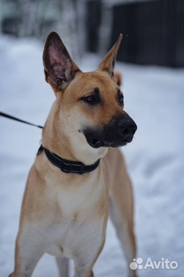 Собака в добрые руки