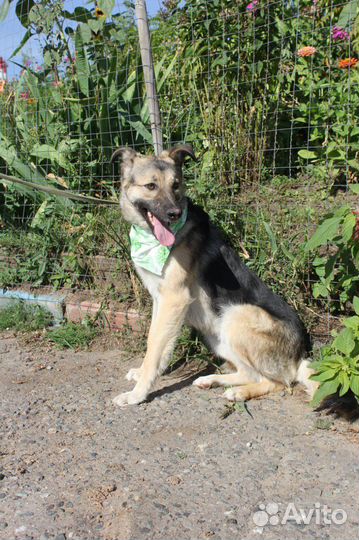 Собака из приюта в добрые руки