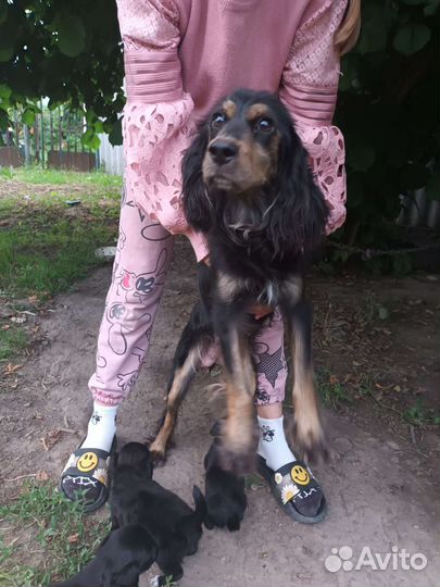 Щенки в добрые руки