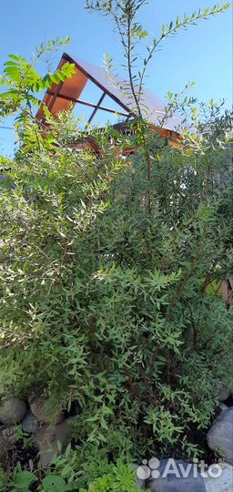 Спирея серая грефшейм