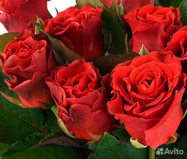 Роза Красная