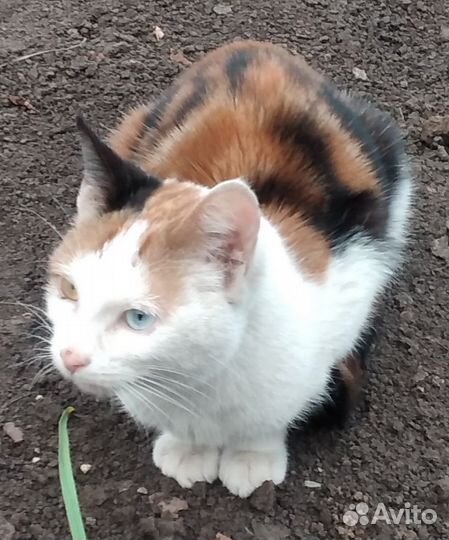 Найдена кошка