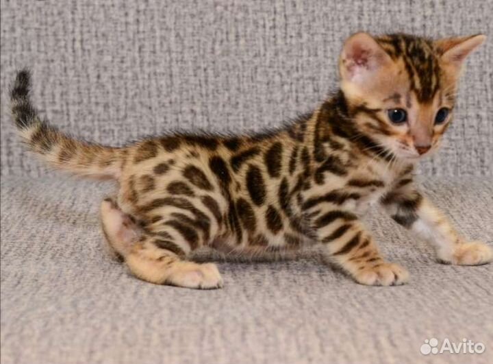 Бенгальский котёнок