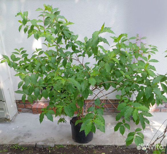 Вейгела 1,30м