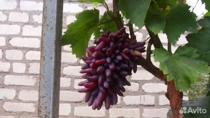 Виноград хэллоуин и аватар и др