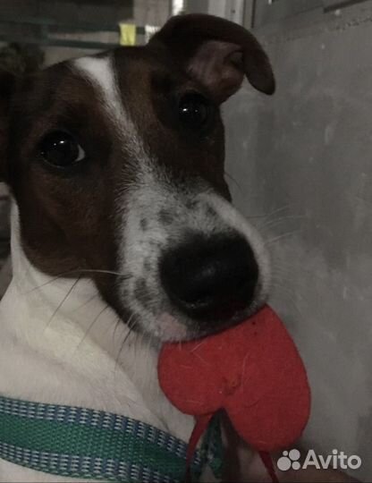 Вязка джек рассел терьер