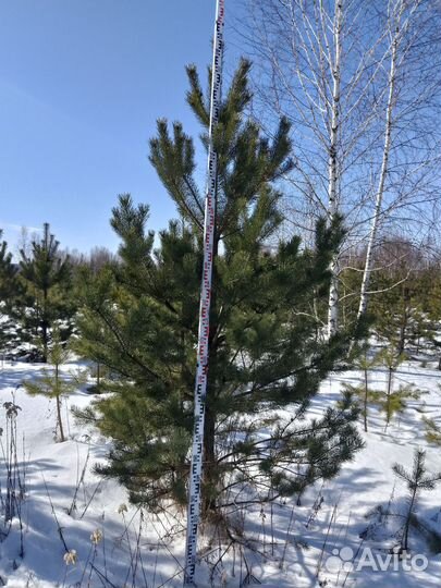 Сосна обыкновенная