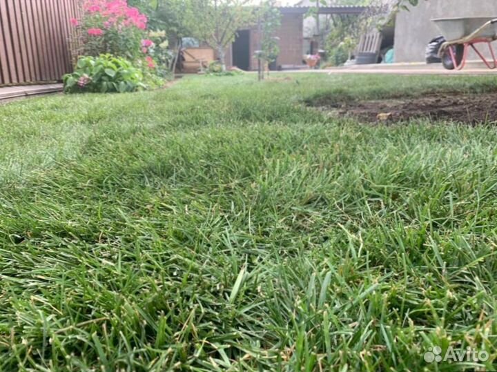 Рулонный газон 