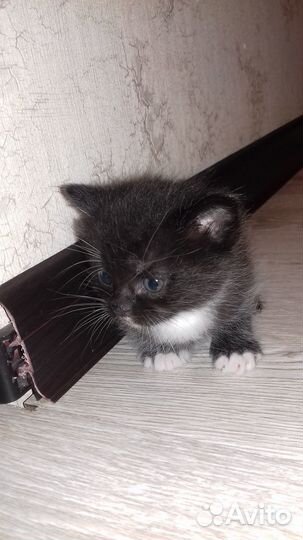 Котенок в добрые руки