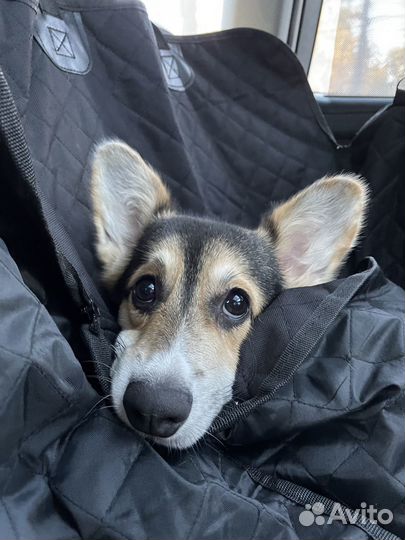 Зоотакси / Выгул