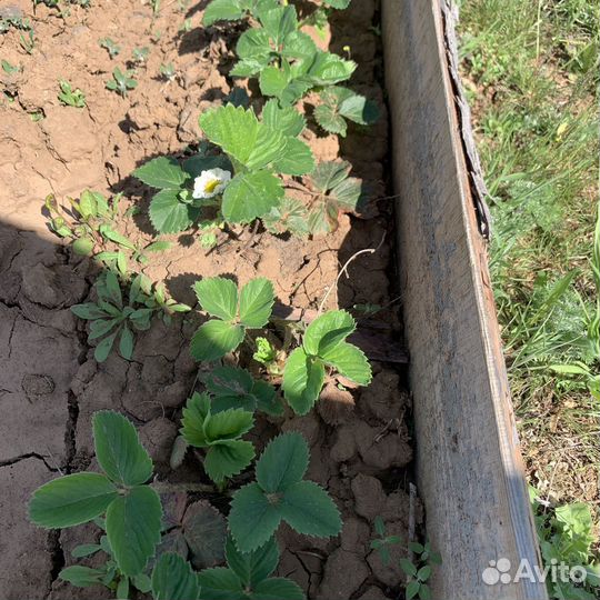 Рассада ремонтантной клубники