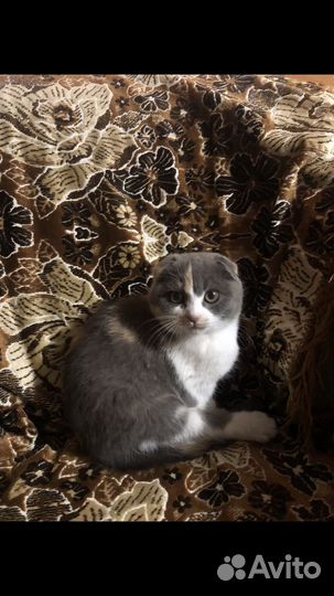 Вислоухая кошечка