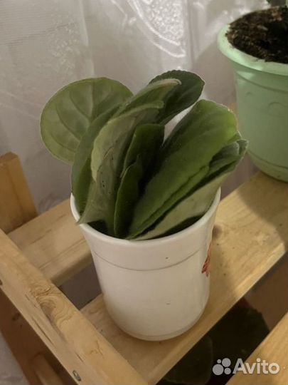 Фиалки белые