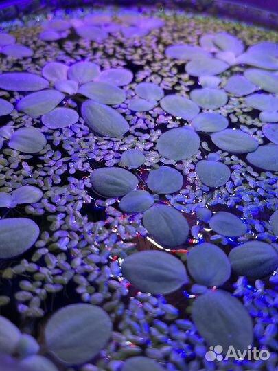 Растение для аквариума Пистия + ряска, + улитка