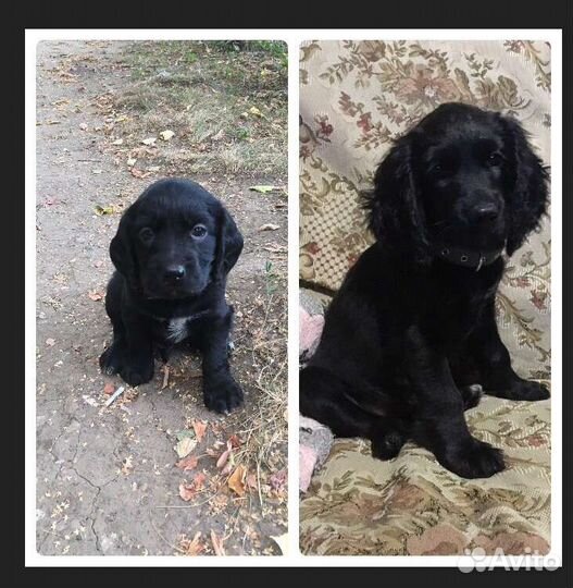 Мальчик для вязки русский охотничий спаниель