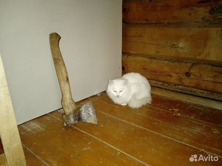 Кот крысолов