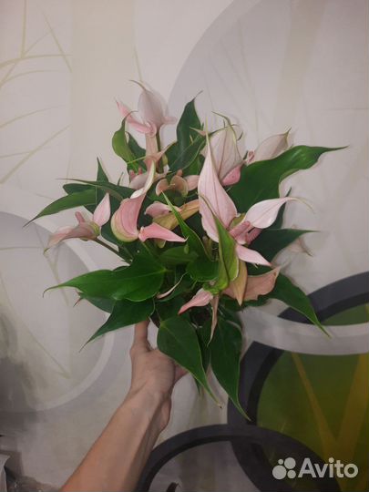 Антуриум Лили