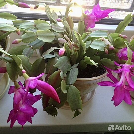 Рождественник