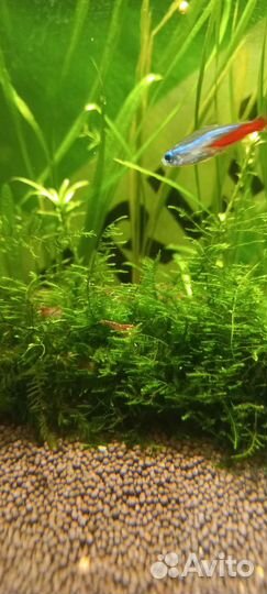 Аквариум 30 л полностью действующий
