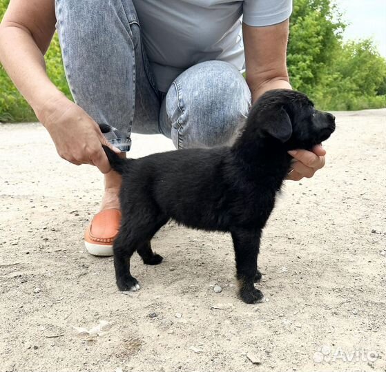 Щенки бесплатно в дар
