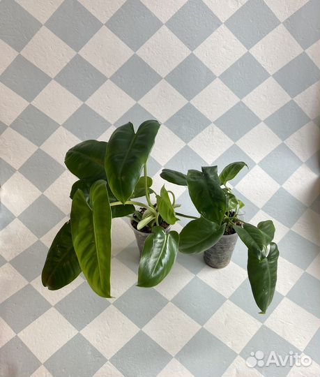 Филодендроны