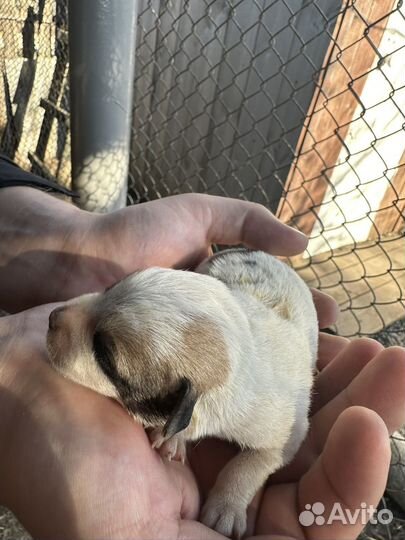 Собаки в добрые руки