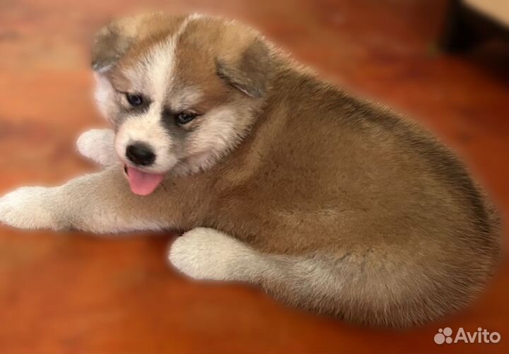 Щенки акита ину
