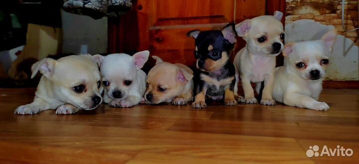 Щенки чихуахуа