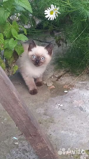 Сиамский котенок мальчик