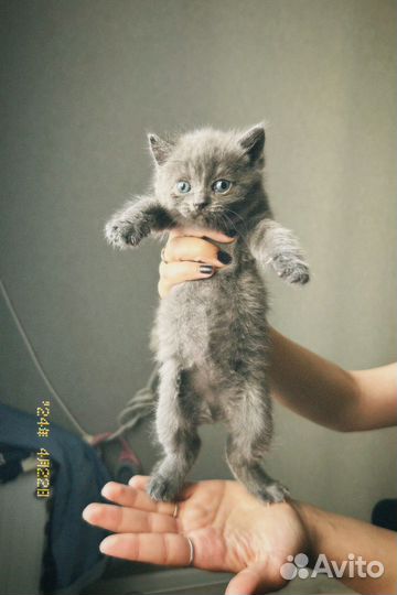 Продам котят )