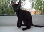 Котик индиго чисто черного окраса