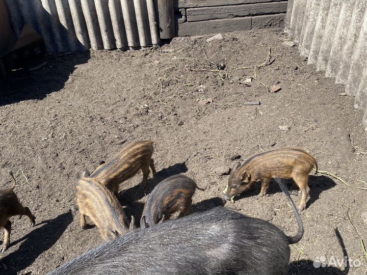 Поросята дикого кабана