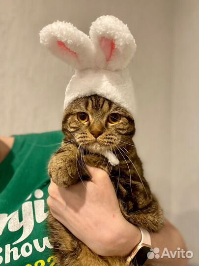 Кошка в добрые руки