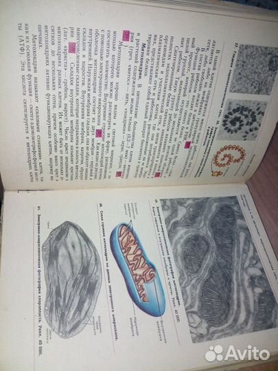 Общая биология. Учебник для 9-10 классов средней ш