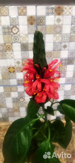 Пахистахис