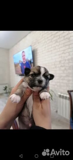 Щенки чихуахуа